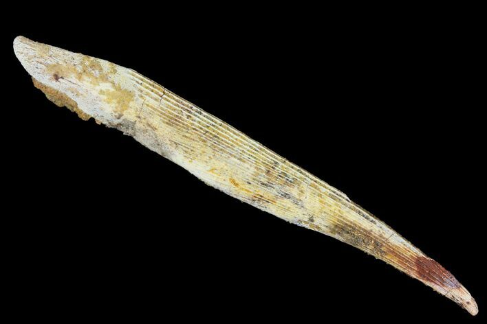 Fossil Shark (Hybodus) Dorsal Spine - Morocco #145381